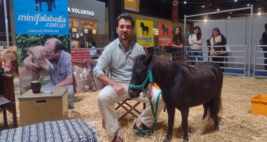 Los Minifalabella presentes en Nuestros Caballos