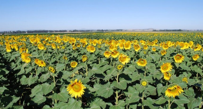 De la mano de India, buscan que la Argentina vuelva a posicionarse en la exportaci&oacute;n de girasol