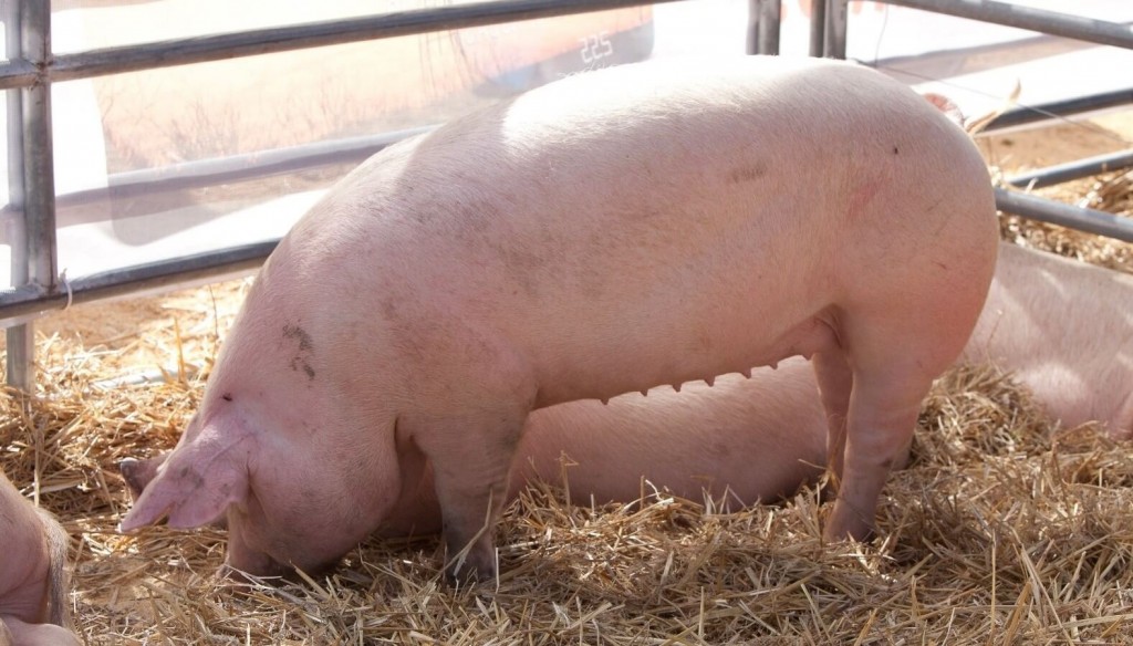 Una investigación determinó alta circulación de un tipo de hepatitis en cerdos de Argentina