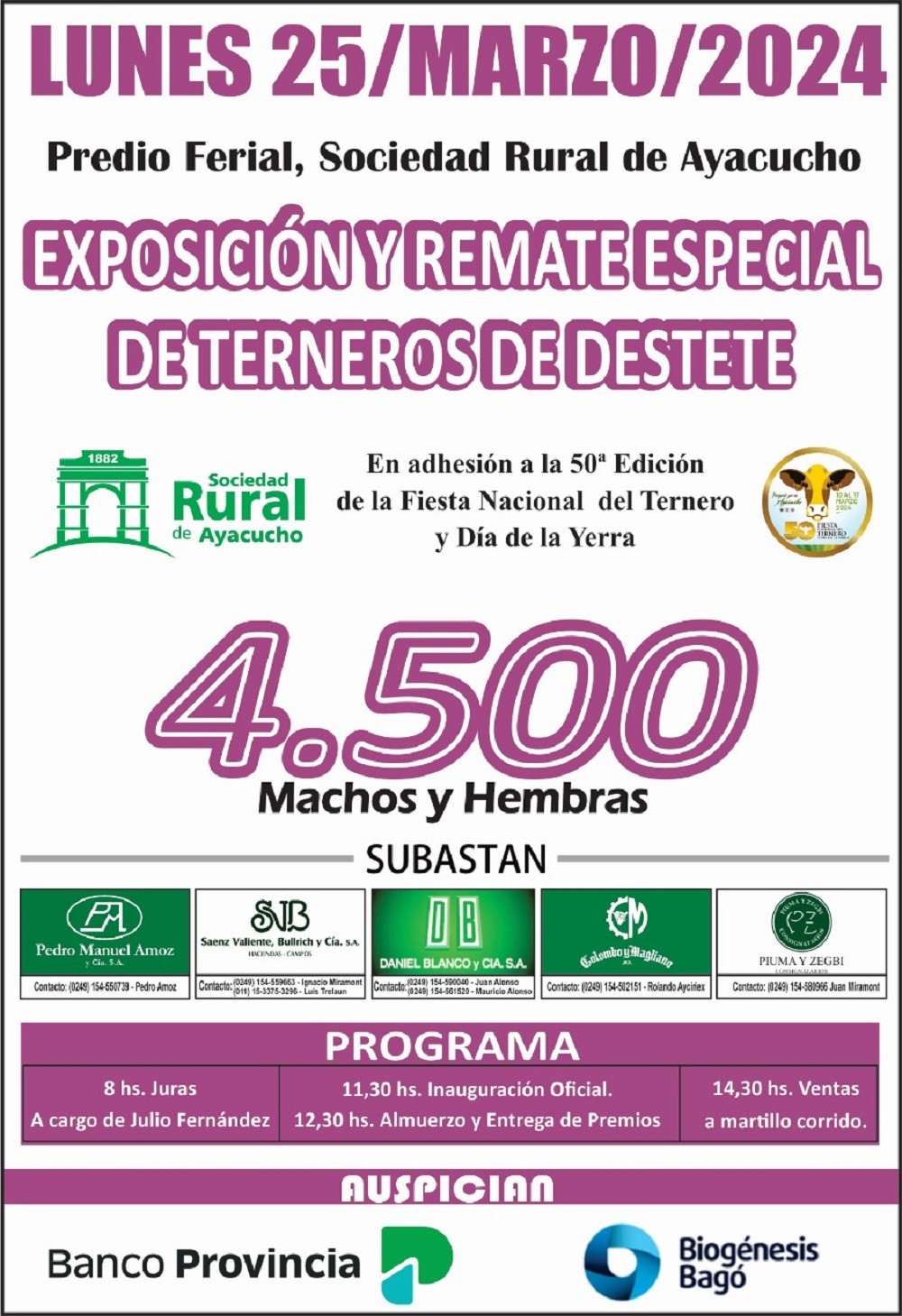 El lunes 25 se realiza el remate especial de terneros de destete en Ayacucho