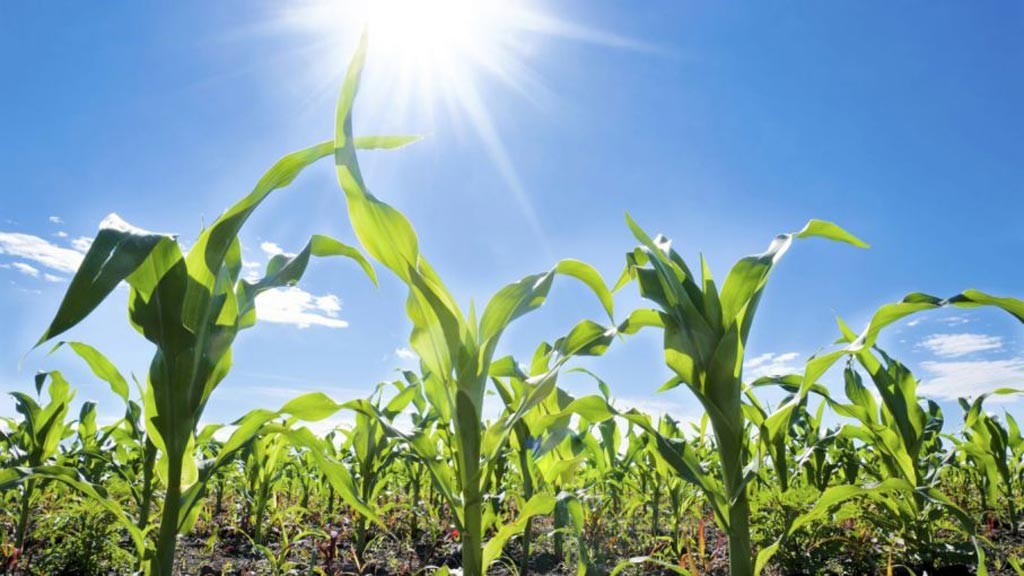 Mala noticia en el agro: por una plaga, la cosecha de maíz será inferior a la prevista
