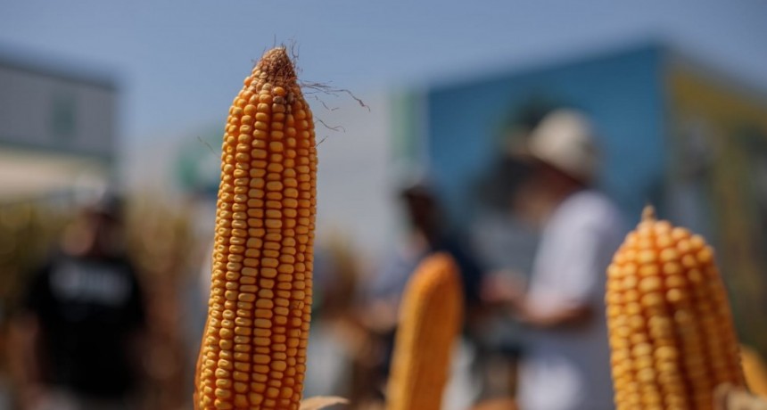 NK presente en Expoagro 2024 con lanzamientos en sus tres l&iacute;neas de cultivos