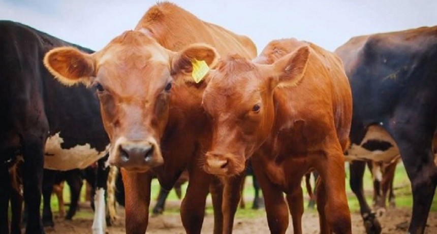 Suplementar al ganado con burlanda mejora la calidad nutricional de la carne