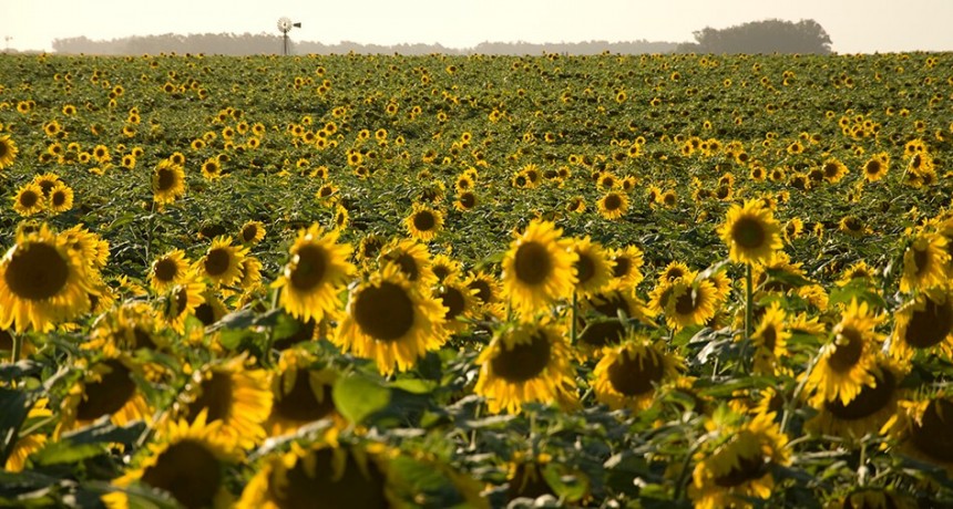 Se acelera la cosecha de girasol en el sur bonaerense