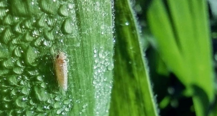C&oacute;mo reducir el impacto de la chicharrita del ma&iacute;z