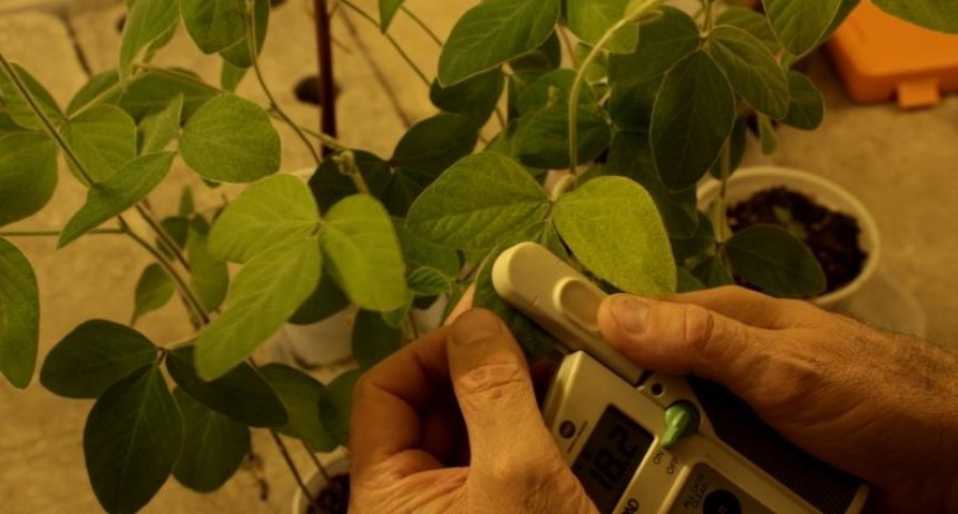Presentan un biofertilizante para una producci&oacute;n vegetal m&aacute;s eficiente