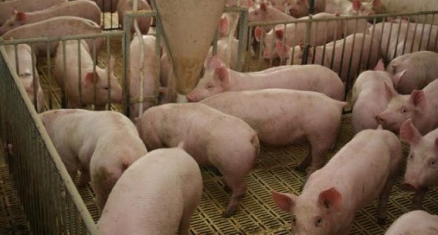 Productores porcinos, con los tapones de punta contra la apertura de importaciones en alimentos