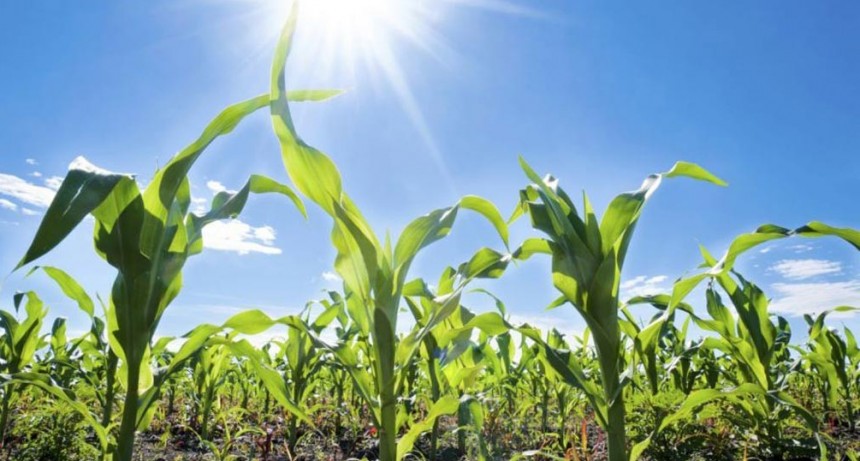 Mala noticia en el agro: por una plaga, la cosecha de ma&iacute;z ser&aacute; inferior a la prevista