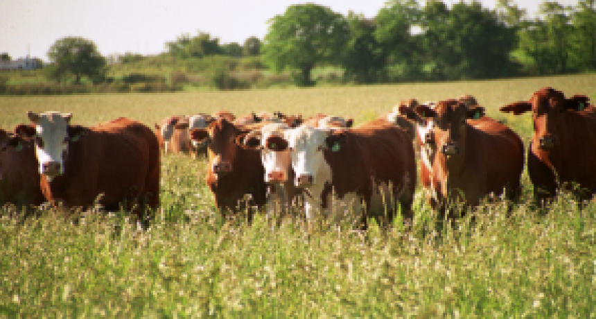 Argentina bate r&eacute;cords en exportaci&oacute;n de carne vacuna en 2024