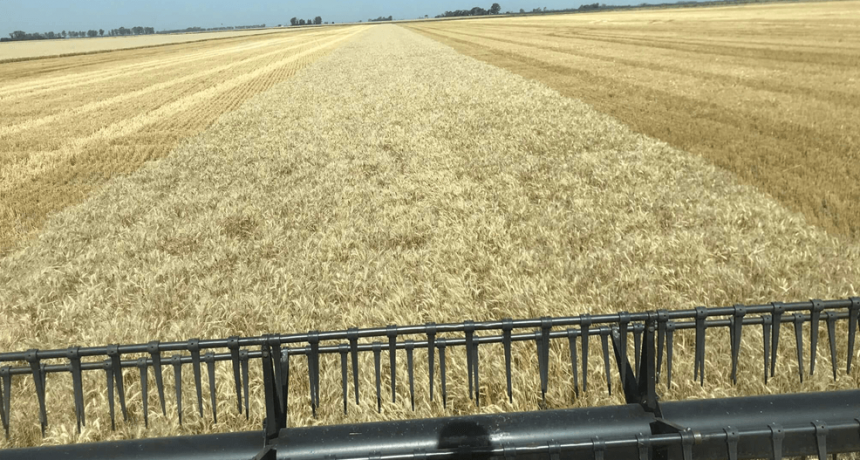 El campo inici&oacute; el a&ntilde;o con un crecimiento del 11,1% y &ldquo;fue el sector de mayor incidencia positiva&rdquo;