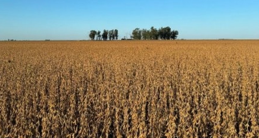 Primeros lotes de soja: buen rendimiento, pero preocupa la calidad del grano
