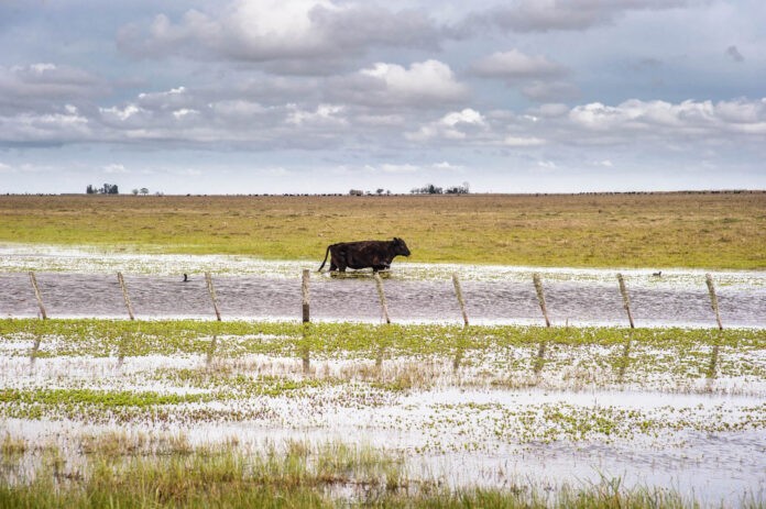 Casi 2 millones de hectáreas bajo el agua en la provincia: las pérdidas son “muchísimas”