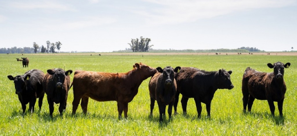 Se modificaron los plazos para campos exportadores de ganado a la Unión Europea