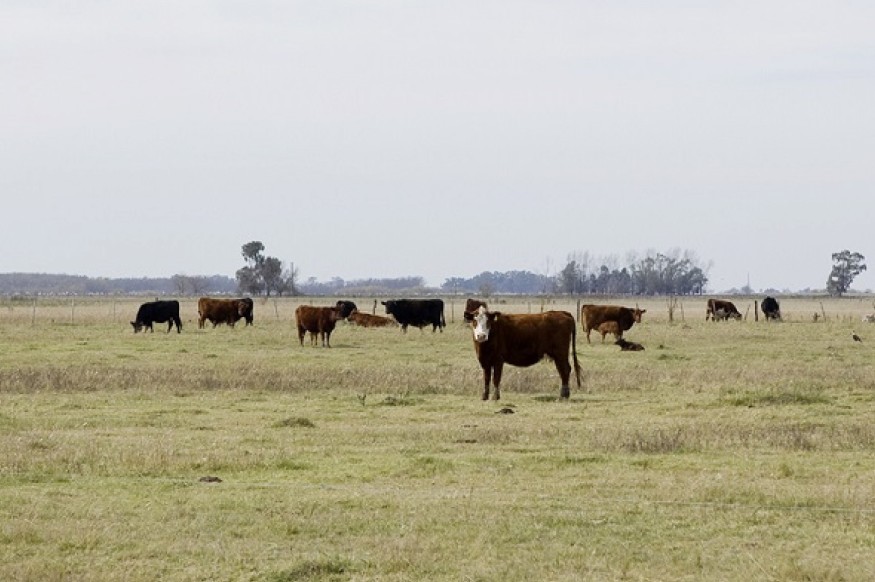 Se adaptó el calendario de vacunación contra la fiebre aftosa en Bahía Blanca