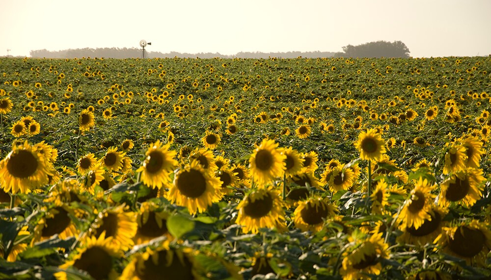 Girasol: Continúa la cosecha de la oleaginosa