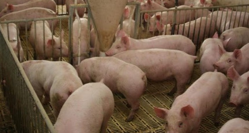 El Gobierno lanz&oacute; cr&eacute;ditos a valor producto y capacitaciones para el sector porcino