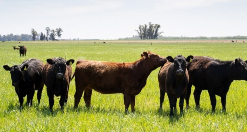 Se modificaron los plazos para campos exportadores de ganado a la Uni&oacute;n Europea
