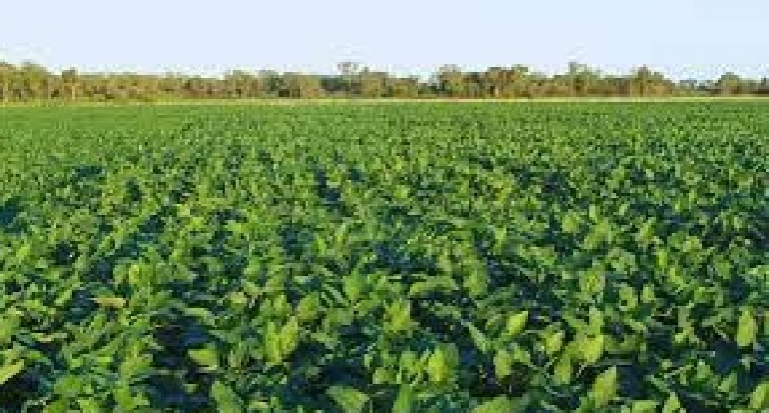Contrastes en la soja: regiones con exceso de agua, otras con sequ&iacute;a, y alivio en el n&uacute;cleo