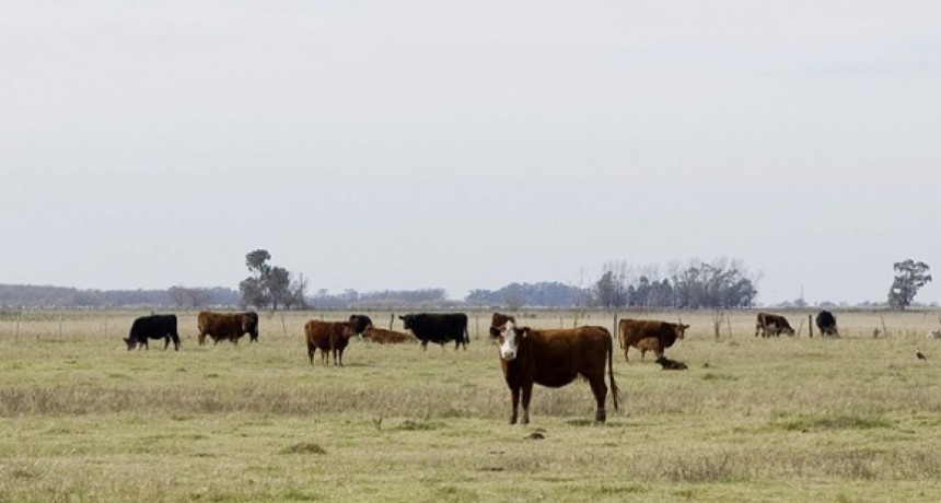 Se adapt&oacute; el calendario de vacunaci&oacute;n contra la fiebre aftosa en Bah&iacute;a Blanca