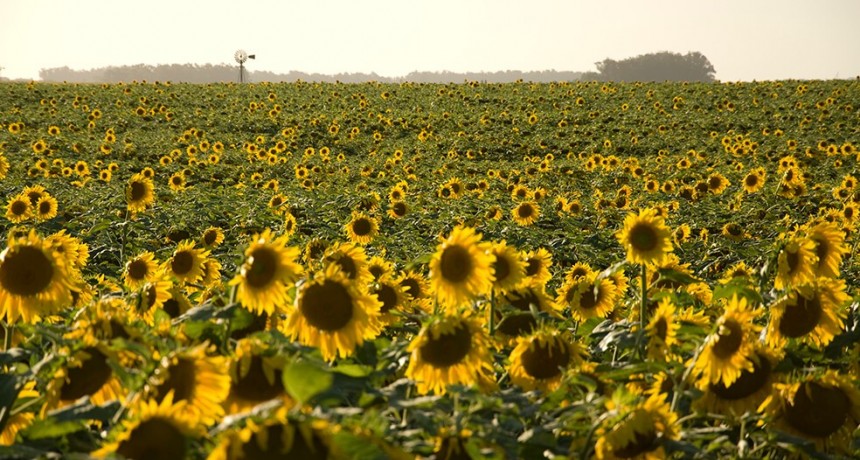 Girasol: Contin&uacute;a la cosecha de la oleaginosa