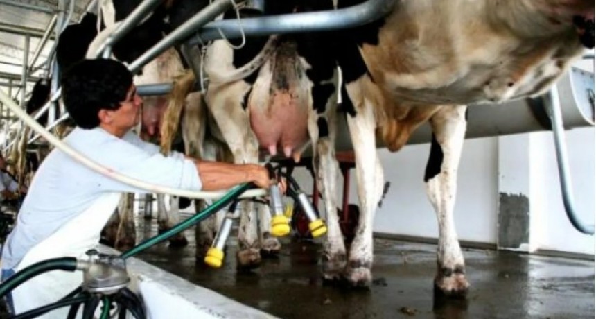 Los tambos vienen &lsquo;en clara recuperaci&oacute;n&rsquo; de la producci&oacute;n