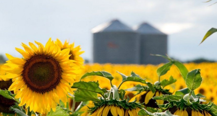Rauch comenz&oacute; la cosecha de girasol con rindes que llegan a los 3000 kg/ha 