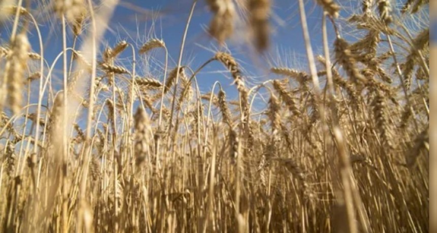 La molienda de trigo subi&oacute; 8% en el primer bimestre