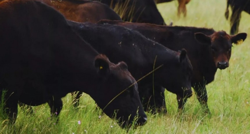 Avanzan en el desarrollo de una nueva vacuna contra el virus de la fiebre aftosa