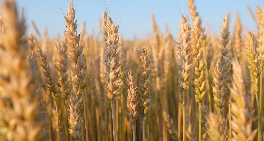 La revancha del trigo: el campo se enfoca en la pr&oacute;xima campa&ntilde;a del cereal y en dejar atr&aacute;s el desastre productivo de la sequ&iacute;a