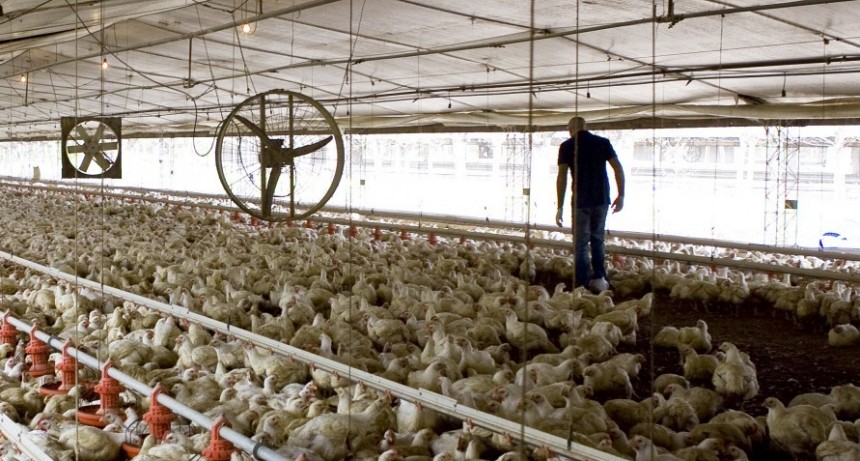 Acuerdo con Uruguay: se adecuaron los certificados de exportaci&oacute;n de productos aviares
