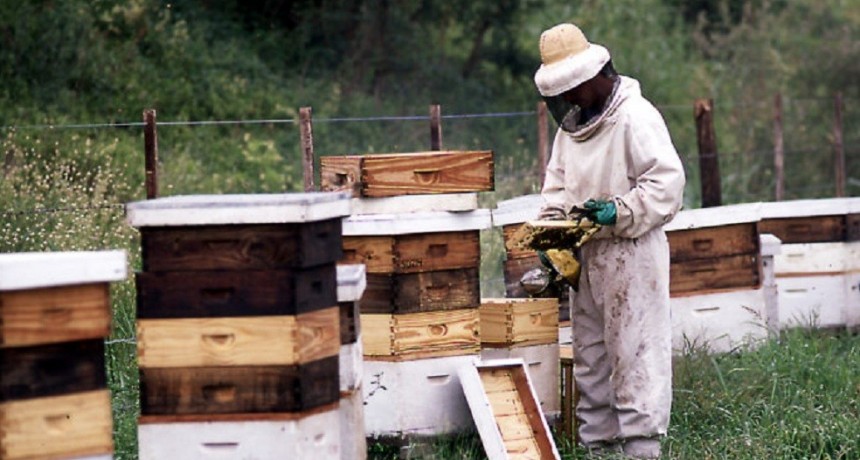 Provincia: los productores ap&iacute;colas registrados crecieron un 32% desde 2019