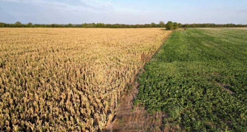 Bolet&iacute;n Oficial: que dicen los decretos del d&oacute;lar soja 3 y de la emergencia agropecuaria