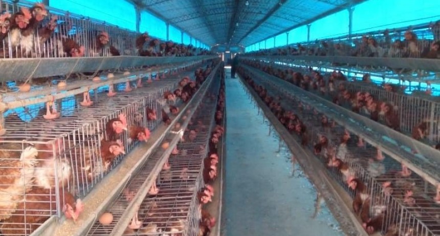 Argentina contin&uacute;a recuperando mercados de exportaci&oacute;n para productos aviares