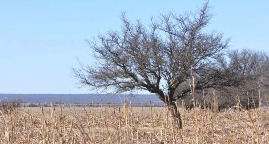 La producci&oacute;n agr&iacute;cola de la Argentina ser&aacute; muy inferior a la esperada, seg&uacute;n gobierno de Estados Unidos