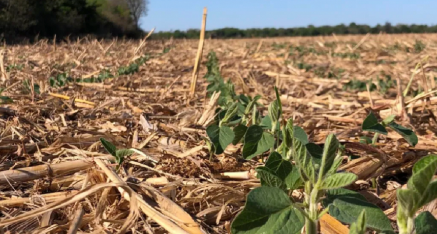 Nuevo recorte de la cosecha de soja, ahora a 23 millones de toneladas