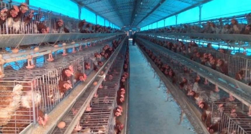 La Justicia autoriz&oacute; nueva toma de muestra a aves en granja comercial de Corrientes