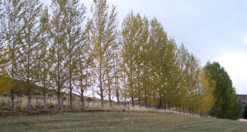Inscriben para el &ldquo;Plan de Incentivos a la Actividad Forestal&rdquo; provincial