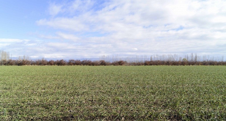 Las lluvias de marzo mejoraron las condiciones agr&iacute;colas en una amplia regi&oacute;n del centro del pa&iacute;s