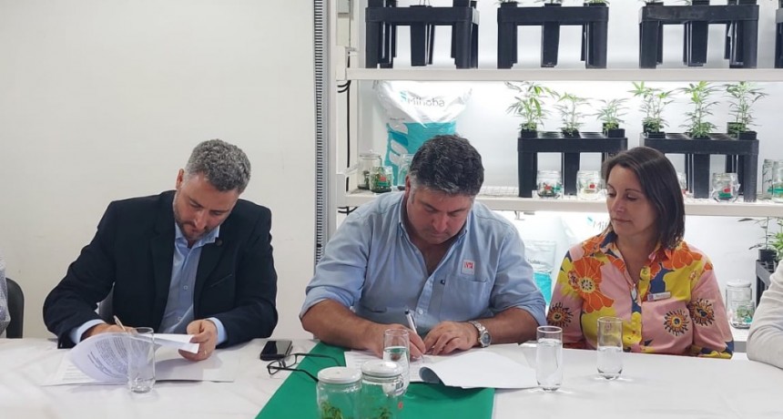 Cannabis medicinal: fortalecen el desarrollo tecnol&oacute;gico nacional del cultivo