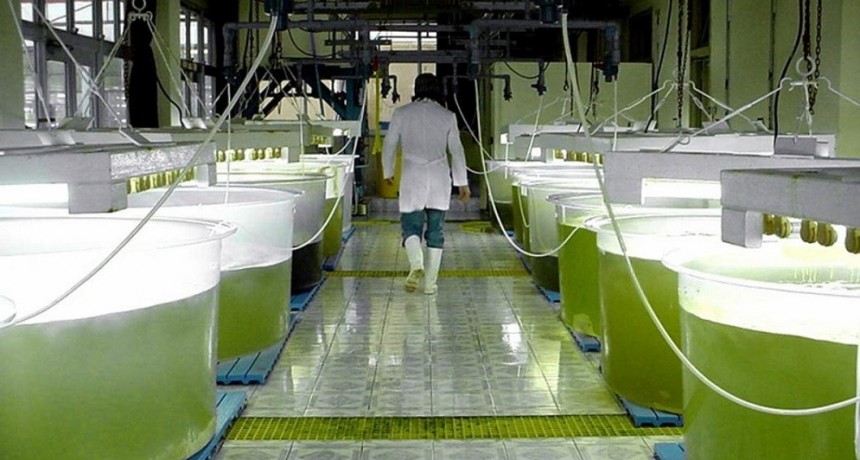 El Gobierno fij&oacute; un nuevo aumento en los precios de los biocombustibles