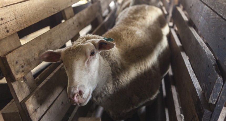 Agricultura Familiar: Saneamiento de tambos ovinos y caprinos bonaerenses