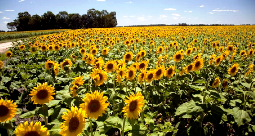 D&oacute;lar Agro: suman al sorgo, la cebada y el girasol