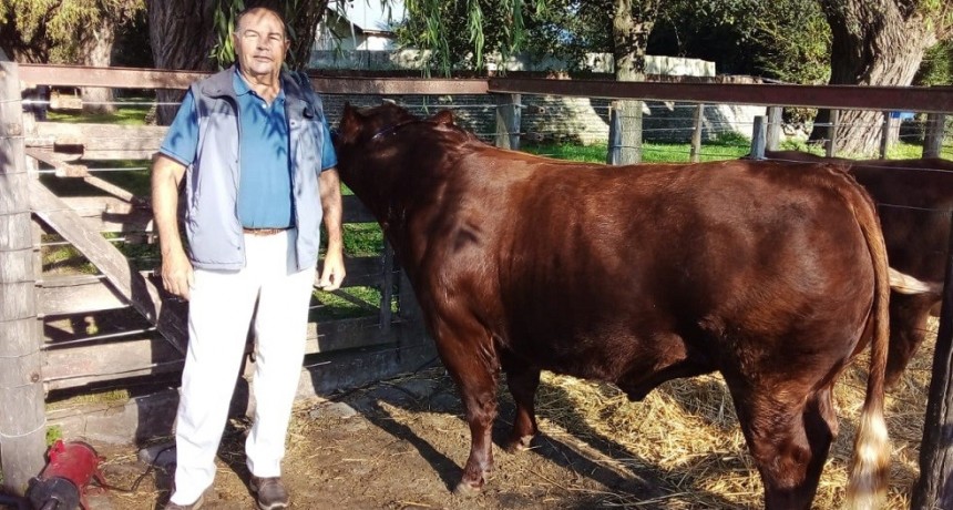 Se desarrolla en Tandil la Sexta Exposici&oacute;n de Oto&ntilde;o de la raza Limangus