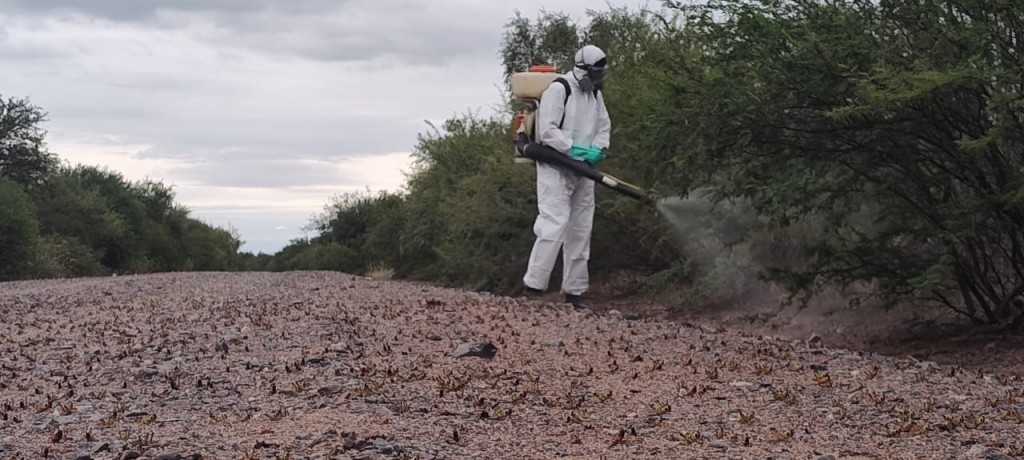 Córdoba: Monitoreo y control permitieron la detección de langostas en estadío ninfal