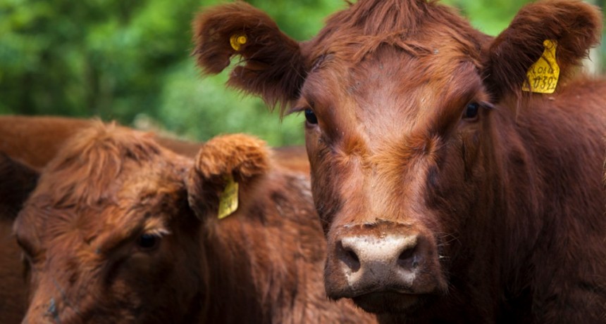 La certificaci&oacute;n europea en bienestar animal llega a Latinoam&eacute;rica
