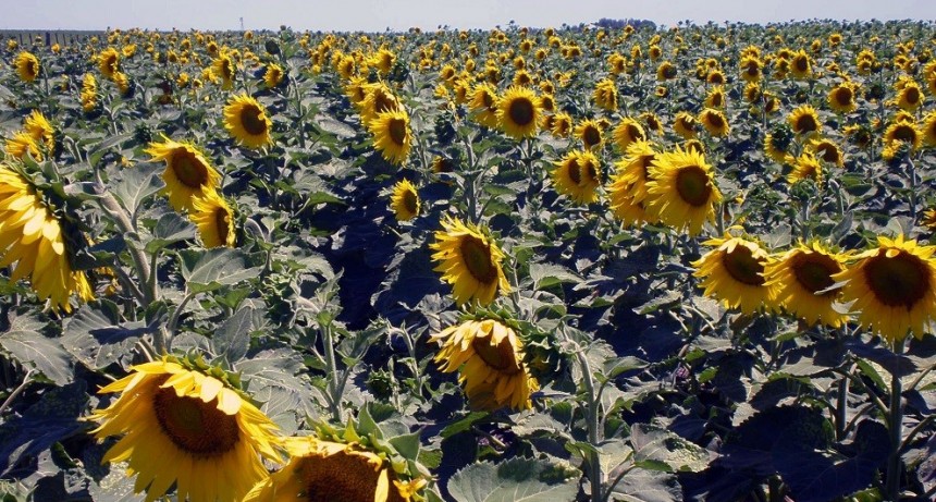 &Uacute;ltimos d&iacute;as de trilla de girasol