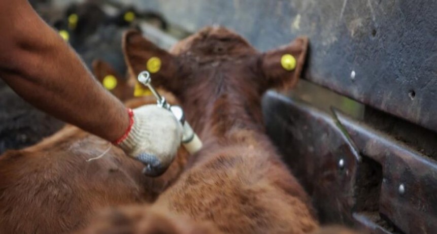 Vacuna contra la Diarrea Viral Bovina redujo la mortalidad y aument&oacute; la pre&ntilde;ez