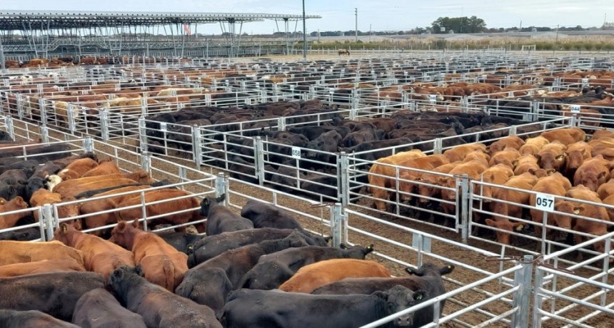 La hacienda vacuna crece en d&oacute;lares, pero pierde en pesos