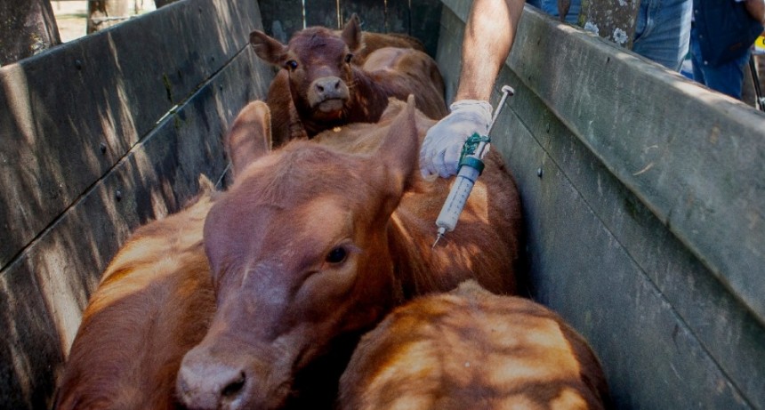 El Gobierno aprob&oacute; la importaci&oacute;n de la vacuna bivalente contra la fiebre aftosa