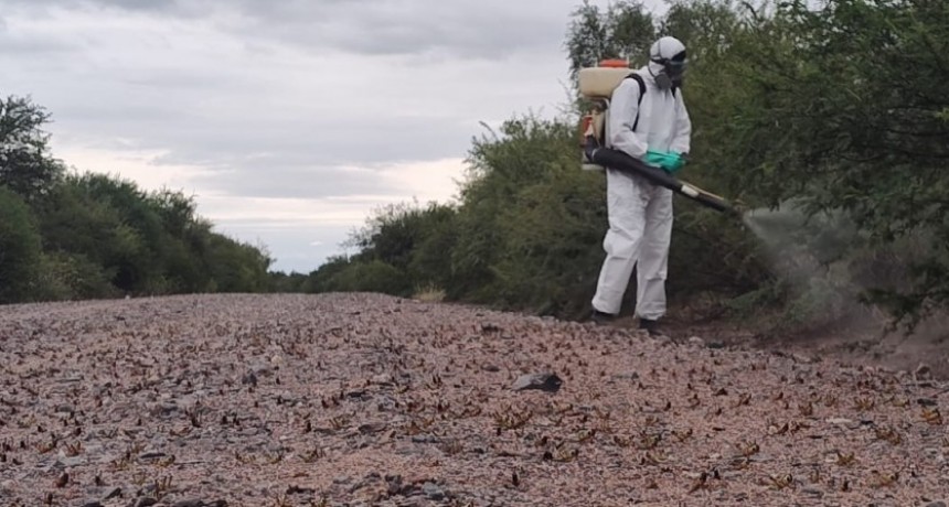 C&oacute;rdoba: Monitoreo y control permitieron la detecci&oacute;n de langostas en estad&iacute;o ninfal